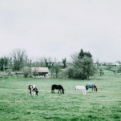 Horses grazing in a field