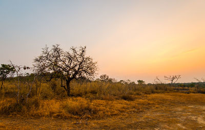 Trees on field against sky during sunset