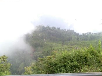 Scenic view of forest against cloudy sky