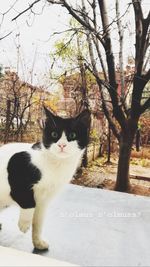 Portrait of cat looking through tree