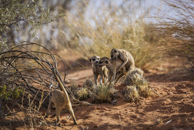 Meerkat on desert