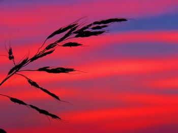 Low angle view of silhouette plants against dramatic sky