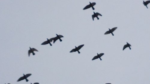 Low angle view of birds flying in the sky