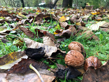 Close-up of fallen leaves on land in forest