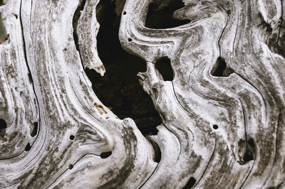 Detail shot of tree trunk