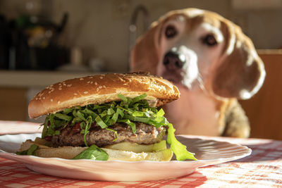 Cheeseburger in close-up on the kitchen table with a blurred beagle dog in the background watching