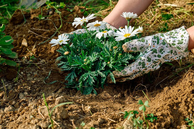 Gardener woman planting daisy flowers in the soil of flowerbed spring garden. house gardening. 