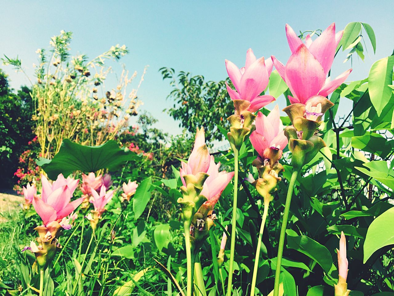 freshness, flower, fragility, growth, petal, beauty in nature, flower head, pink color, low angle view, nature, close-up, blossom, stem, plant, springtime, in bloom, park - man made space, botany, sky, bloom, focus on foreground, blooming, outdoors, green color, garden, growing, plant life, formal garden