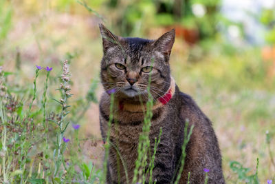 Portrait of cat on field