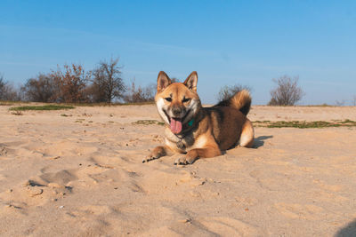 Portrait of dog lying on sand