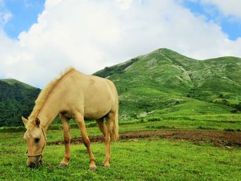 Horse grazing on field against sky