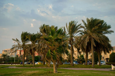 Palm trees on landscape against sky