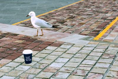 Close-up of seagull perching on cobblestone