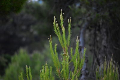 Close-up of succulent plant on field