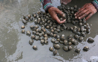 Close-up of man holding cockles at beach