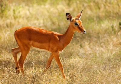 Side view of an animal on field