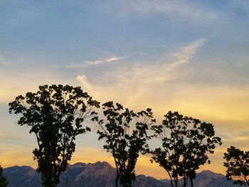 Silhouette tree against sky during sunset