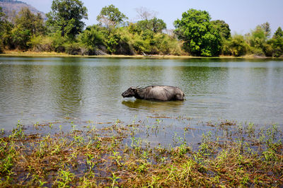 Buffalo in water