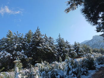 Scenic view of snow covered trees against clear sky