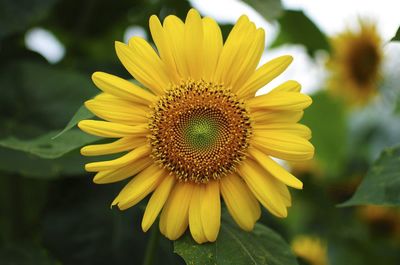 Close-up of yellow sunflower