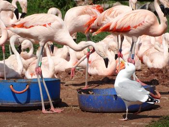 Flamingos with seagull on field