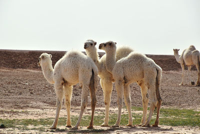 Camels standing in a field