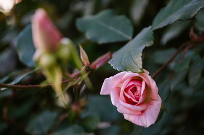 Close-up of pink rose