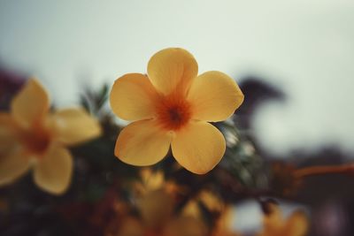 Close-up of yellow flowering plant