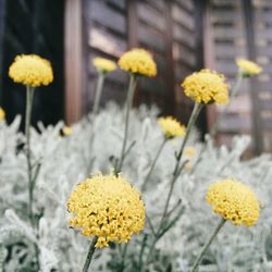 Close-up of yellow flowers