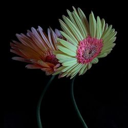 Close-up of flower over black background