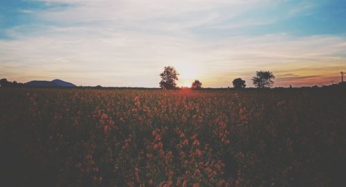 Scenic view of field against sky during sunset