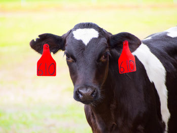 Portrait of cow with livestock tag at farm