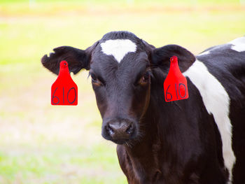 Close-up portrait of cow