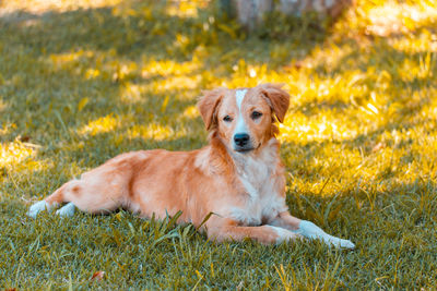 Dog relaxing on field