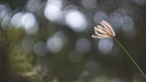 Close-up of dry leaves on plant