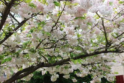 Cherry blossoms in spring