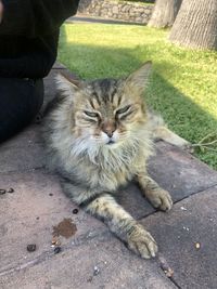 High angle view of cat sitting on grass