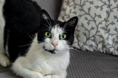 Close-up portrait of a cat