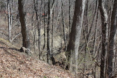 Trees in forest