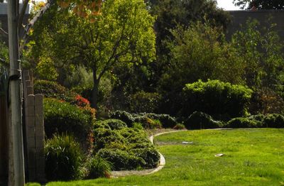 Trees and plants in garden