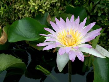 Close-up of water lily in pond