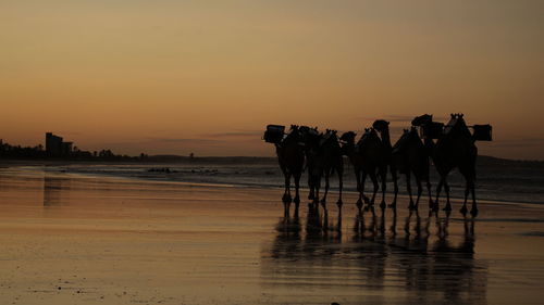 Camels walking on shore during sunset