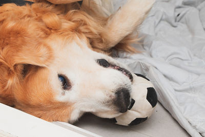 Close-up of dog lying on bed