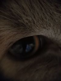 Close-up of cat eye