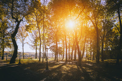 Trees in forest during sunset