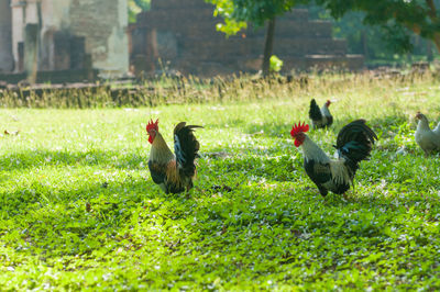 Close-up of roosters on field