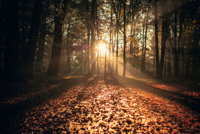 Trees in forest during autumn