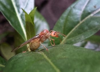 Close-up of insect on plant