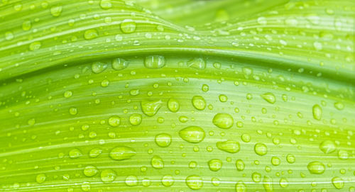 Close up of green leaf with waterdrops, background