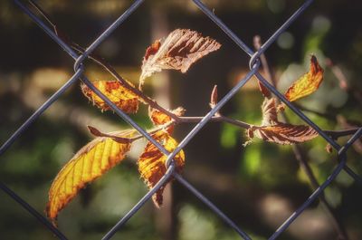 Close-up of autumn leaf on chainlink fence